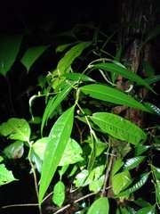 Piper eucalyptifolium