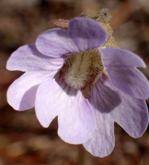 Pinguicula caerulea