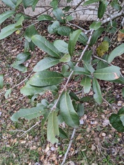Quercus fusiformis