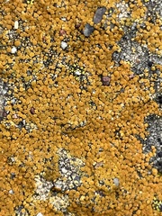 Acarosporaceae