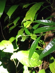 Piper eucalyptifolium