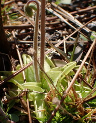 Pinguicula caerulea
