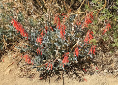 Penstemon centranthifolius