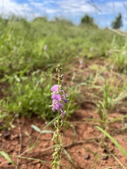 Desmodium campylocaulon