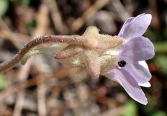 Pinguicula caerulea