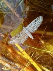 Parapoynx diminutalis