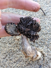 Montagnea arenaria