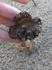 Montagnea arenaria