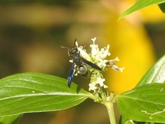 Allorhynchium chinense