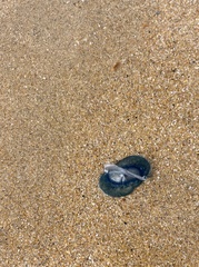 Velella