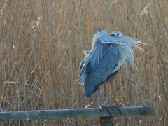 Ardea cinerea