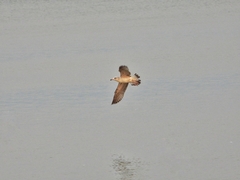 Larus argentatus vegae