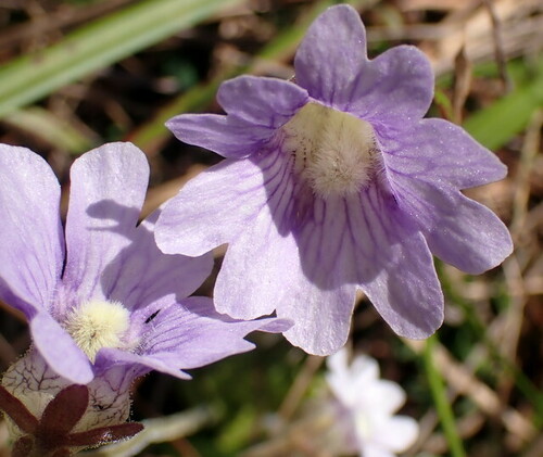 Blueflower butterwort (Pinguicula caerulea)