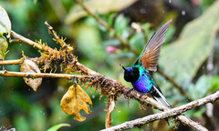 Boissonneaua jardini