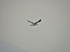 Larus argentatus vegae