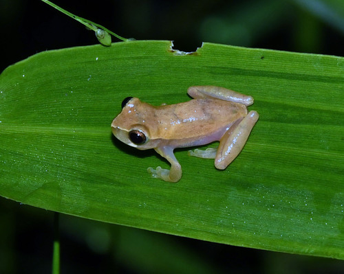 Rivero's Amazon Treefrog, Dendropsophus riveroi