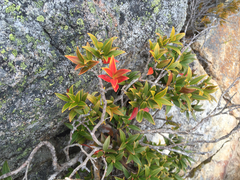 Metrosideros umbellata