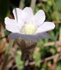 Pinguicula caerulea