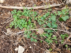 Maurandya antirrhiniflora