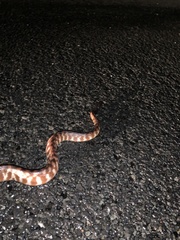 Aspidites melanocephalus