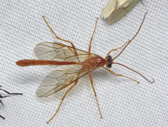 Ophion areolaris