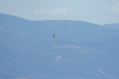 Leucophaeus atricilla