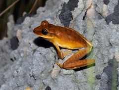 Boana multifasciata