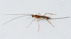 Macrocentrinae