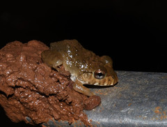Leptodactylus labyrinthicus