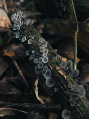 Crepidotaceae