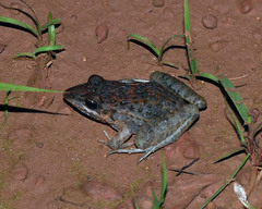 Leptodactylus fuscus