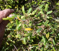 Phebalium squamulosum