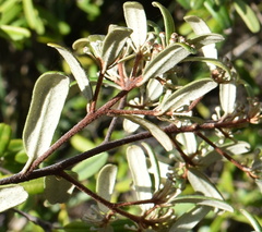 Phebalium squamulosum