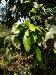 Syzygium malaccense