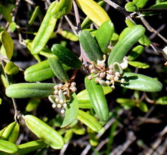 Phebalium squamulosum