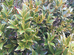 Metrosideros umbellata