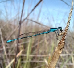 Ischnura fluviatilis