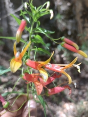 Lobelia laxiflora