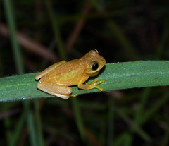 Dendropsophus minutus