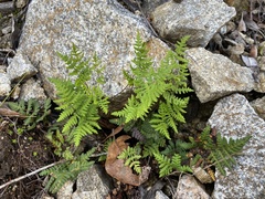 Pentagramma triangularis