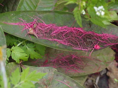 Syzygium malaccense