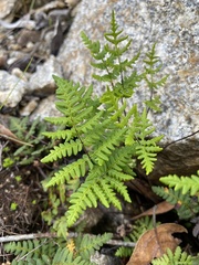 Pentagramma triangularis