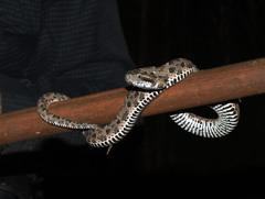Bothrops mattogrossensis
