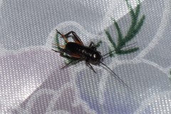 Gryllus campestris