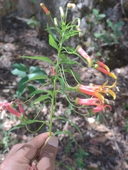 Lobelia laxiflora