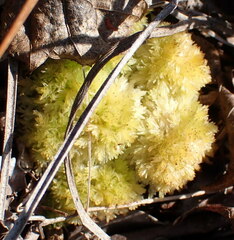 Sphagnum strictum