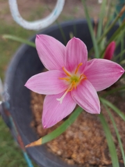 Zephyranthes rosea