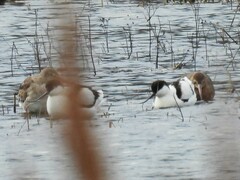 Recurvirostra avosetta