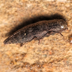Dicerca