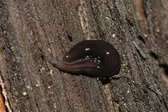 Kontikia ventrolineata